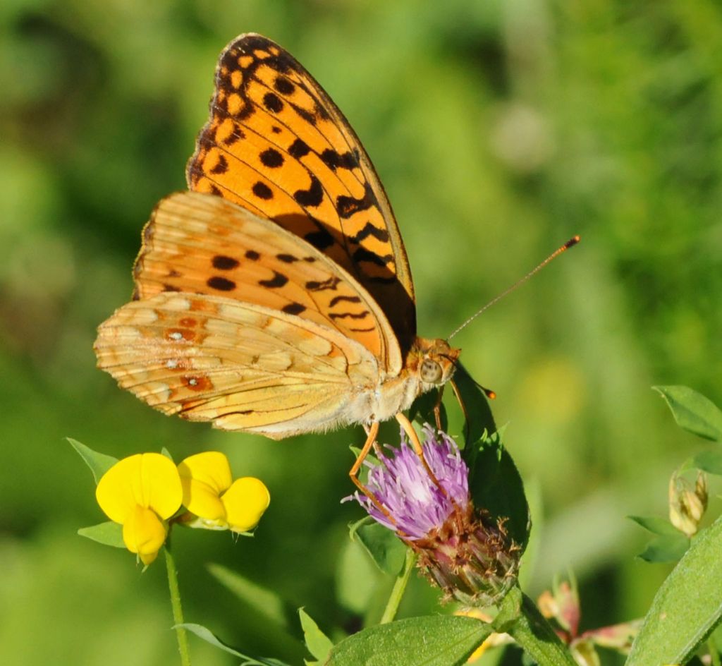 Argynnis adippe?